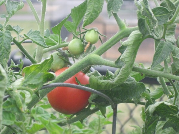 Tomatoes grow on a vine, the largest one is red and ready to pick. The other three are green and still have their shriveled flower attached.