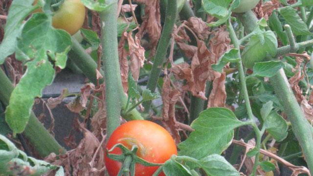Tomatoes ripen on the vine with withered brown leaves