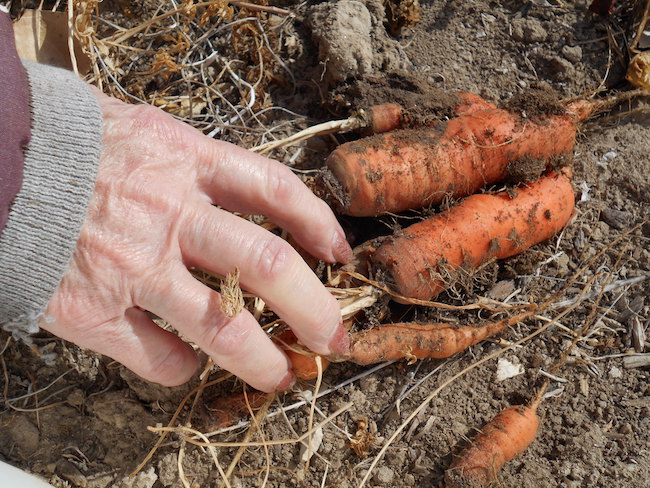 EarthsLastLittleBit_Tasha_3 A person pulls carrots growing from the ground, Earths last little bit